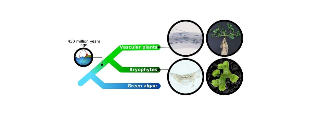 Phylogenetic-tree-of-plants-0c8cab30c07ad1d856ae31f553631b21.jpeg