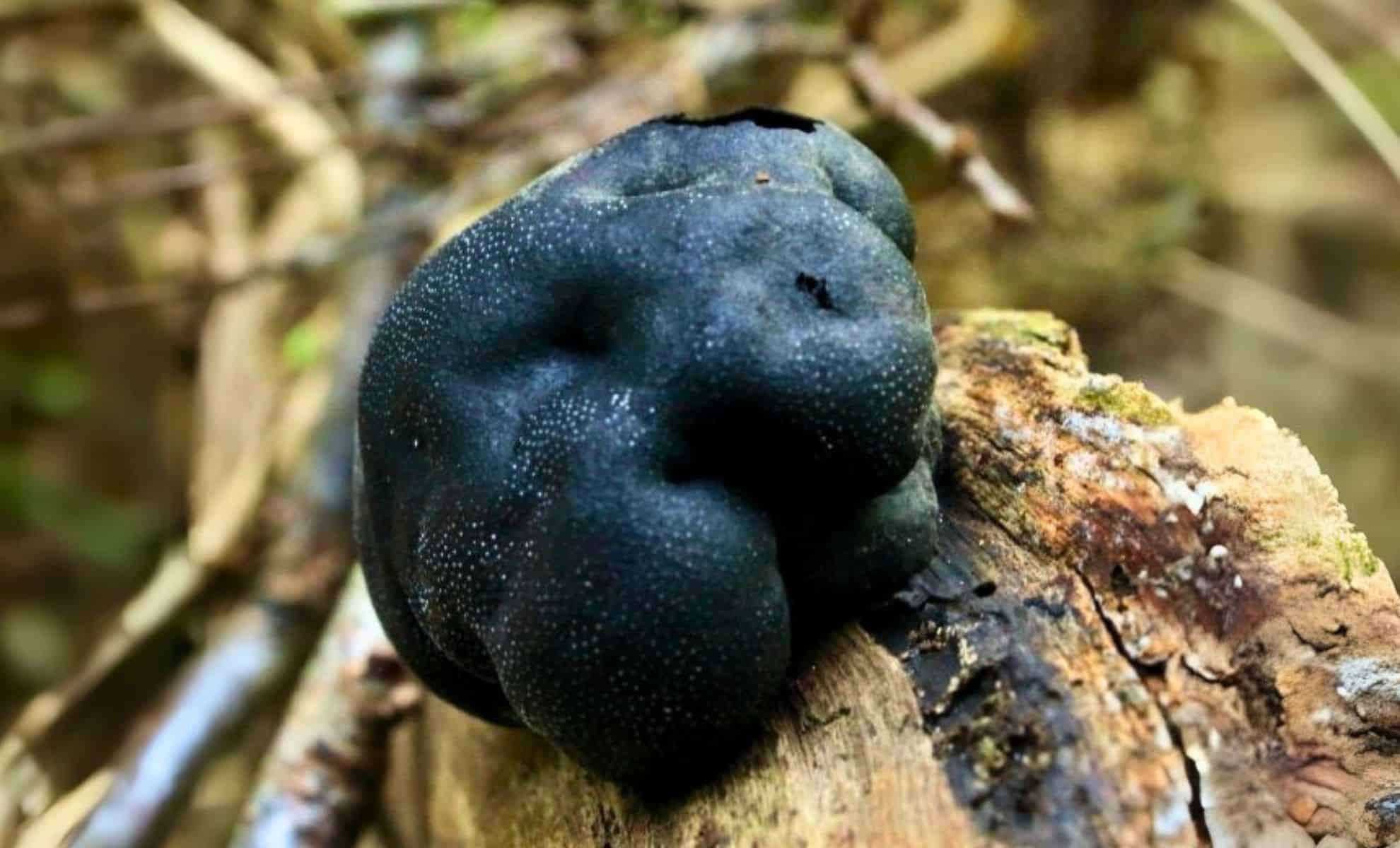 Gene Exchange Between Fungi and Early Plants Drove the Emergence of Earth’s First Terrestrial Ecosystems 