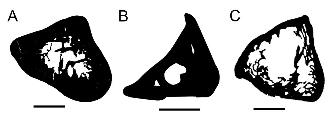 4-kryoryctesplatypusechidna-bonecomparisons-d5a9a7f8c27a84eebf1df3fe627231ae.webp