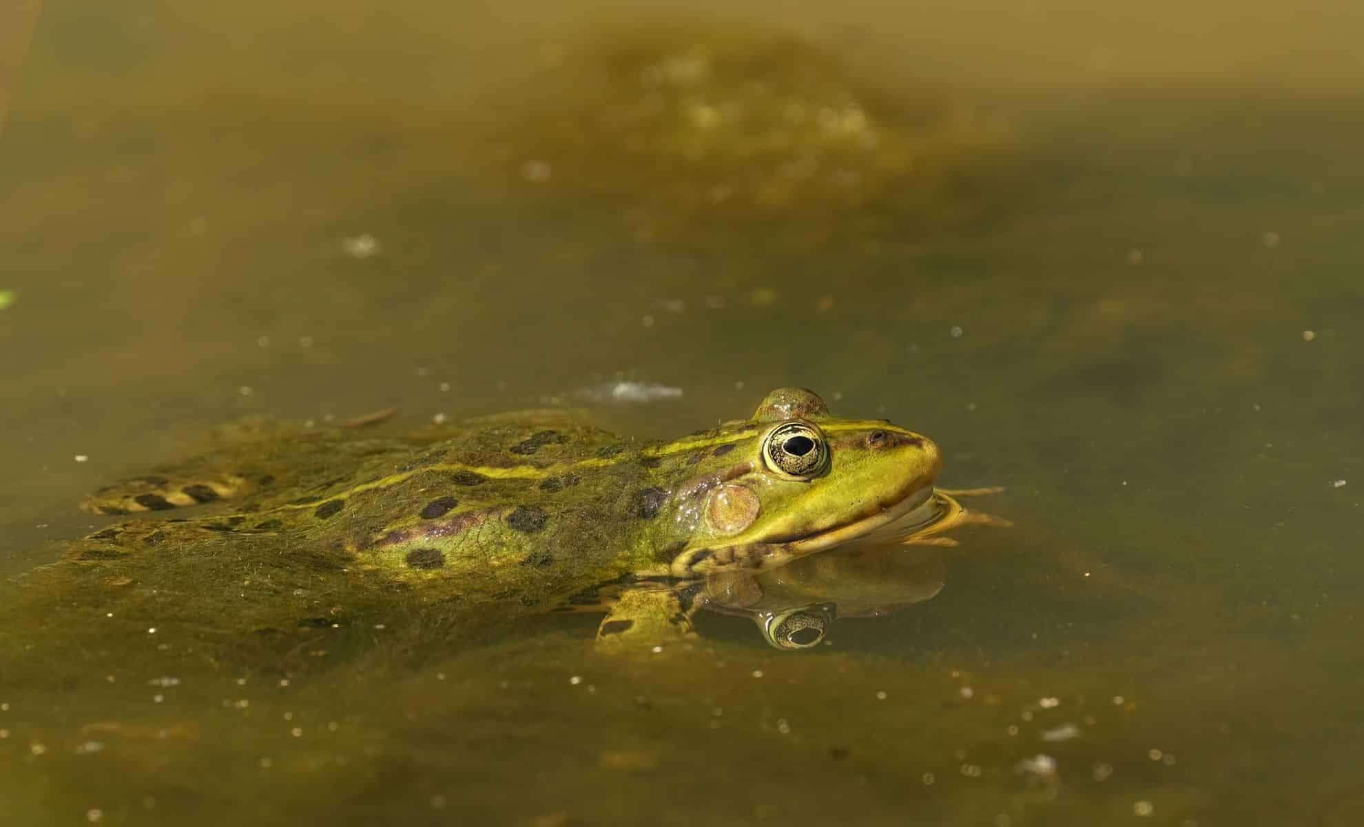 New Poison Dart Frog Species Discovered Deep in the Amazon Rainforest 