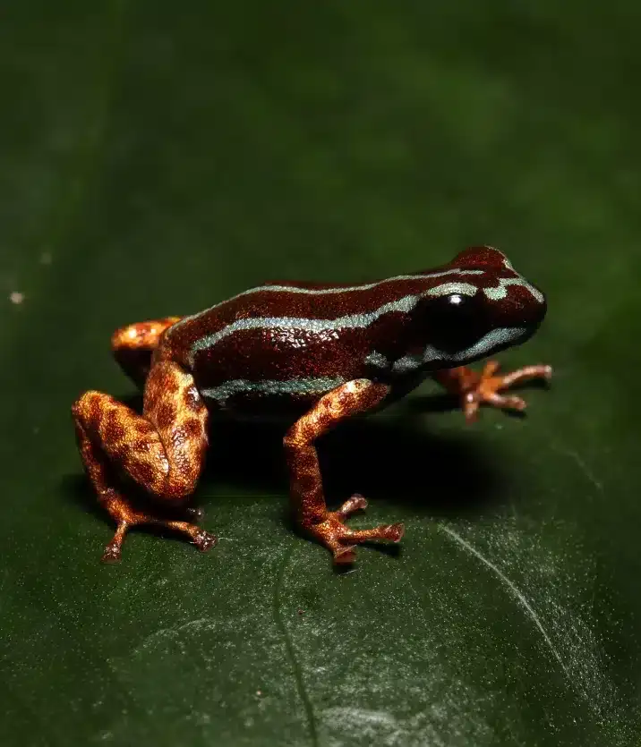 ranitomeya-aetherea-5497b6850e2d568ed31caf486ac11bcd.webp