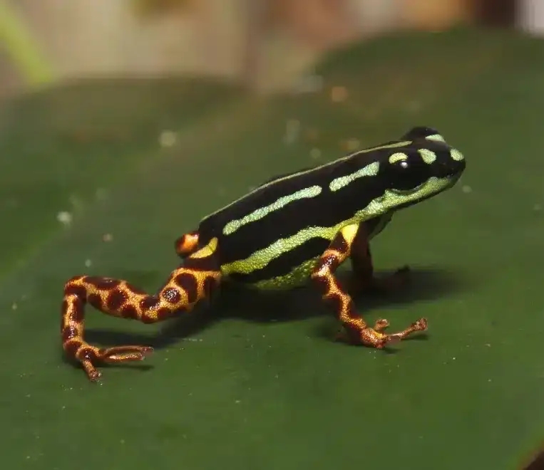 ranitomeya-aquamarina-0158b952768086c395c1f8abaff5252b.webp