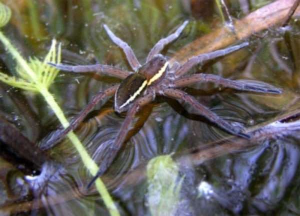 released-into-the-wild-10-years-back-these-massive-hand-sized-spiders-are-taking-over-europe-at-record-speed-2f054e877cf300b79ce32685551cee3a.jpeg