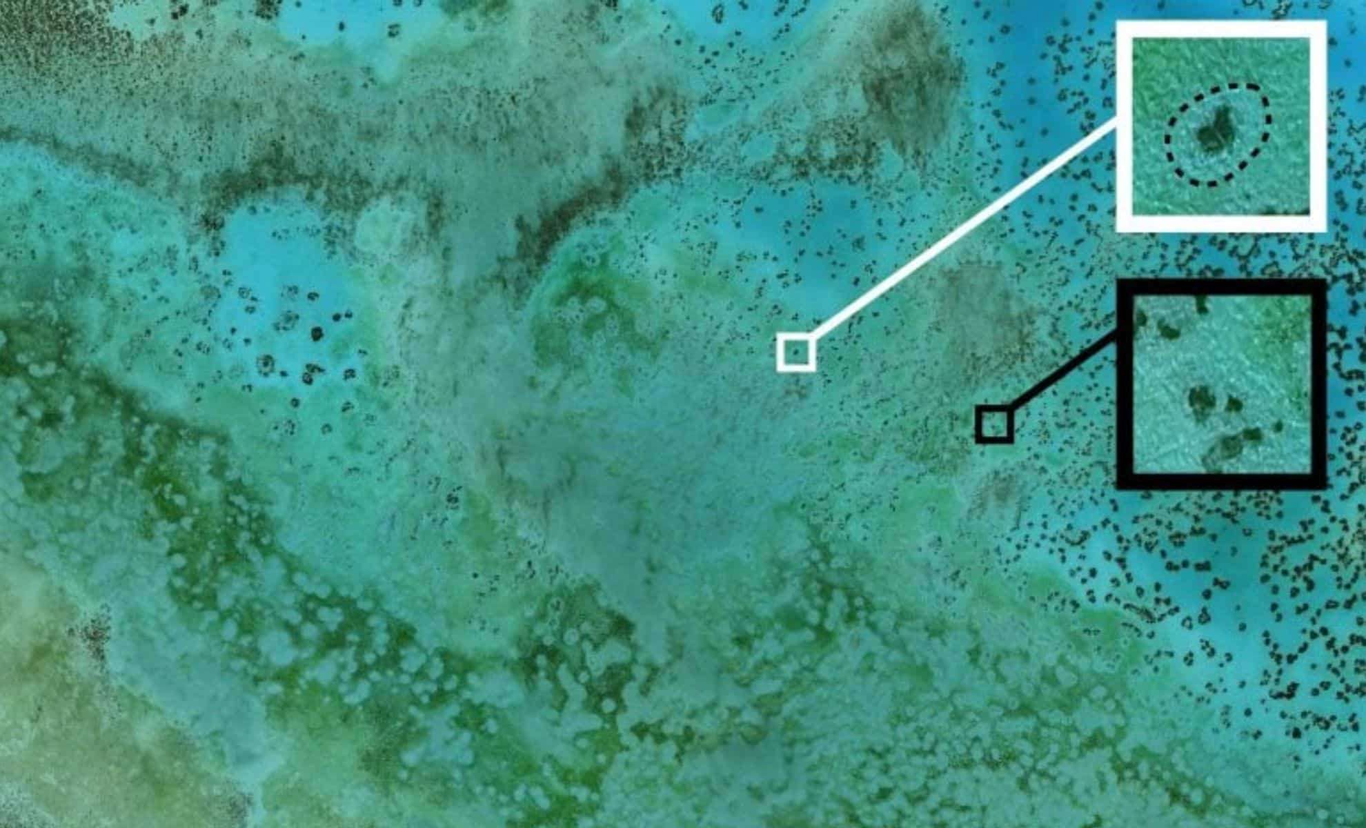 Unraveling the Mystery of Coral Reef 'Halos' Through Satellite Imagery 