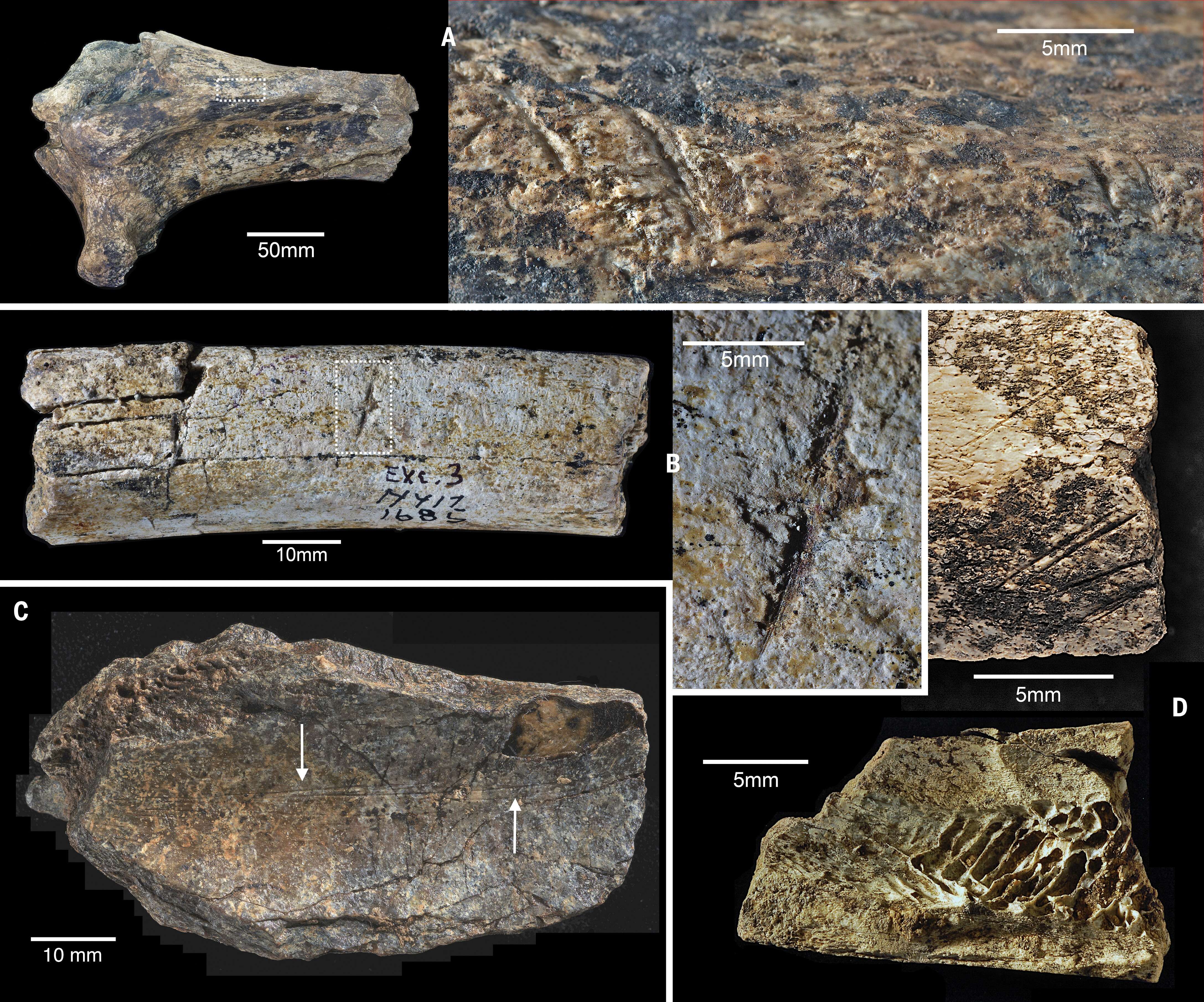 Stone-tool&ndash;damaged-fossilized-bones-from-Bed-1-1a25e131ac8f5dabadfb2ea0d5ad2c09.jpeg