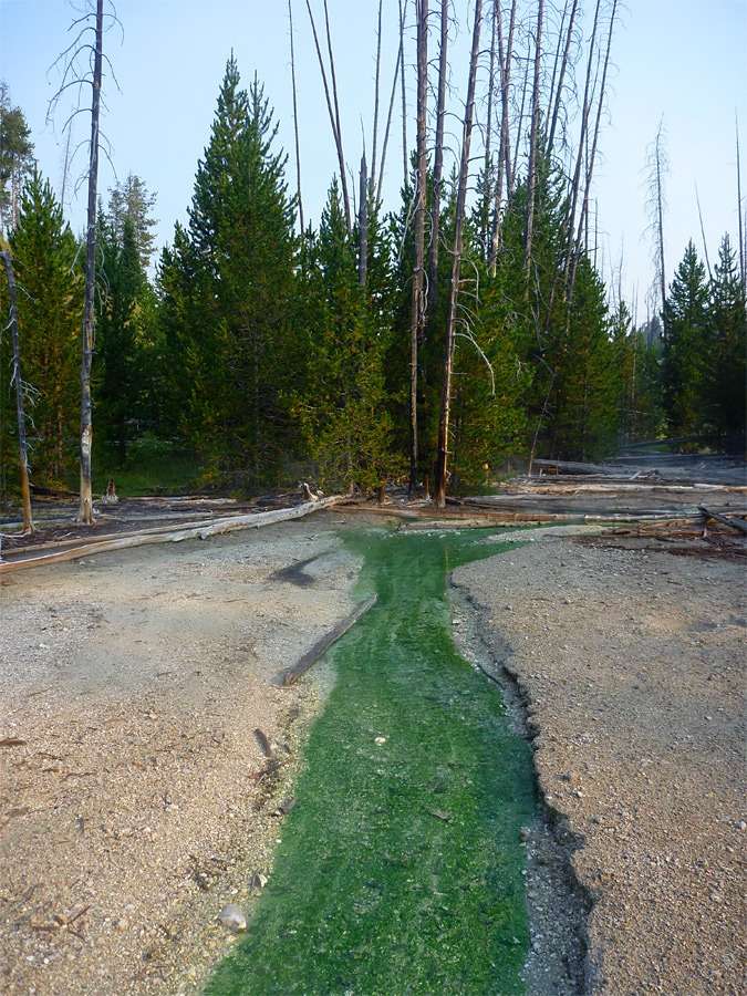Lemonade-Creek-entering-the-woodland-north-of-Amphitheater-Springs-0c85e31381643d6801fa92bb5e84d15e.jpeg