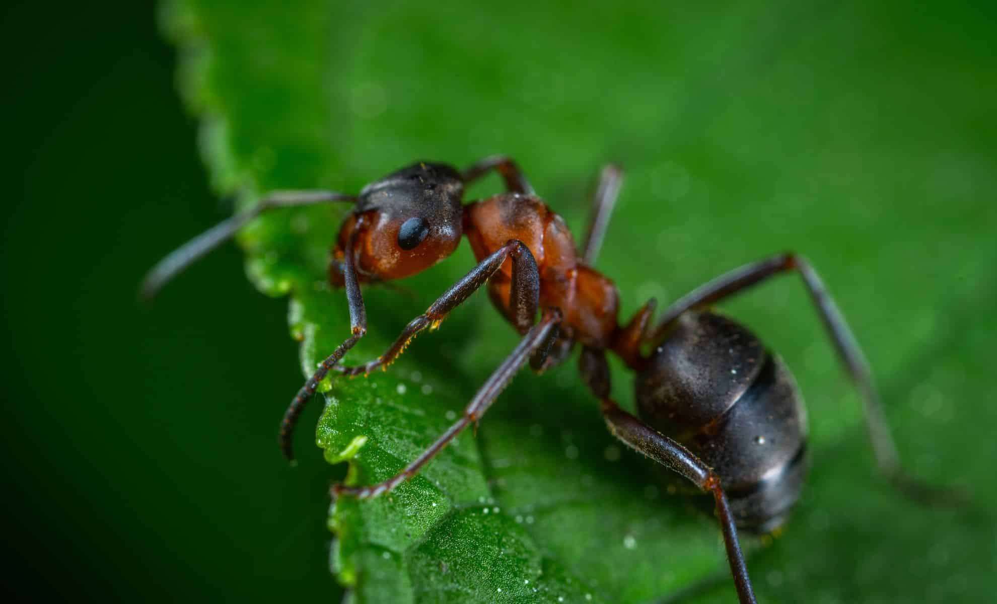Discovery of the Oldest Ant Fossil Unearths Ancient Hell Ant Species 