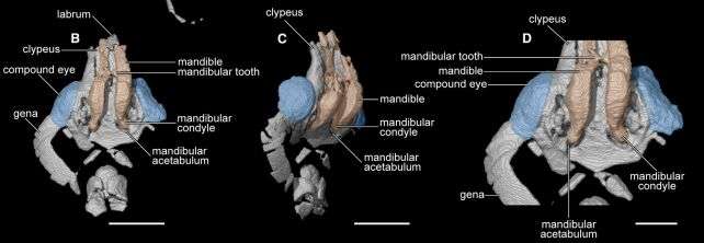 ant-anatomy-dafe8dd47b9f37aea38b297a3a3c600b.jpg
