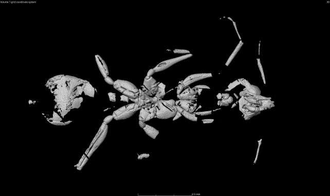 ant-ct-scan-def0a2e514106771fe24a0a8f73d8318.jpg