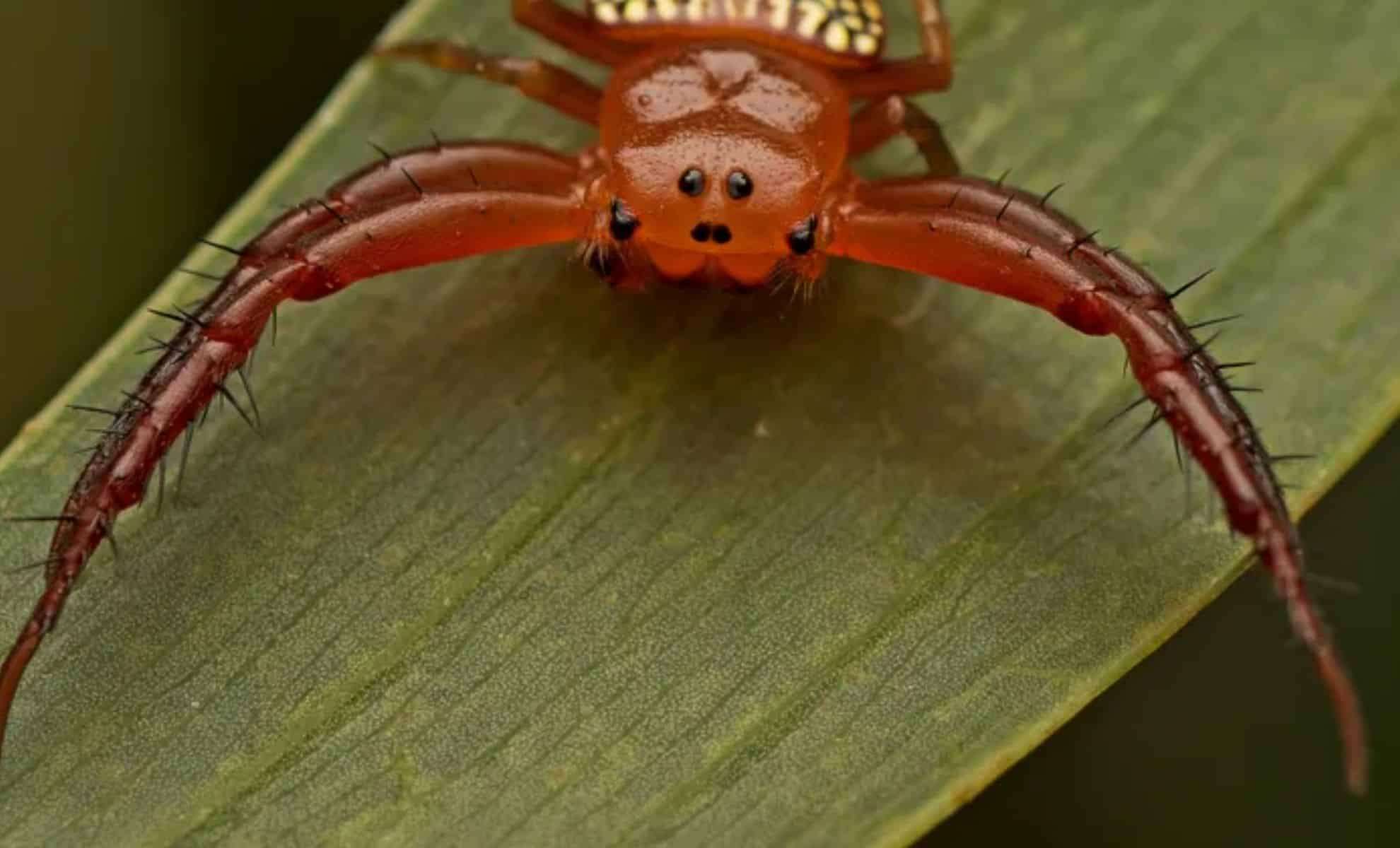 Unveiling Australia's Triangular Spiders: Nature’s Masterful Ambush Predators 