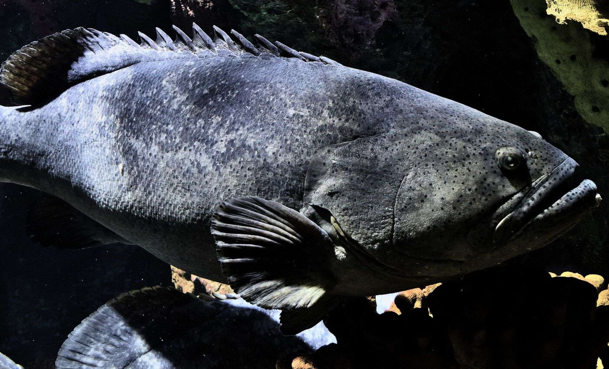 Ancient Armored Fish Reveal Origins of Tooth Sensitivity 