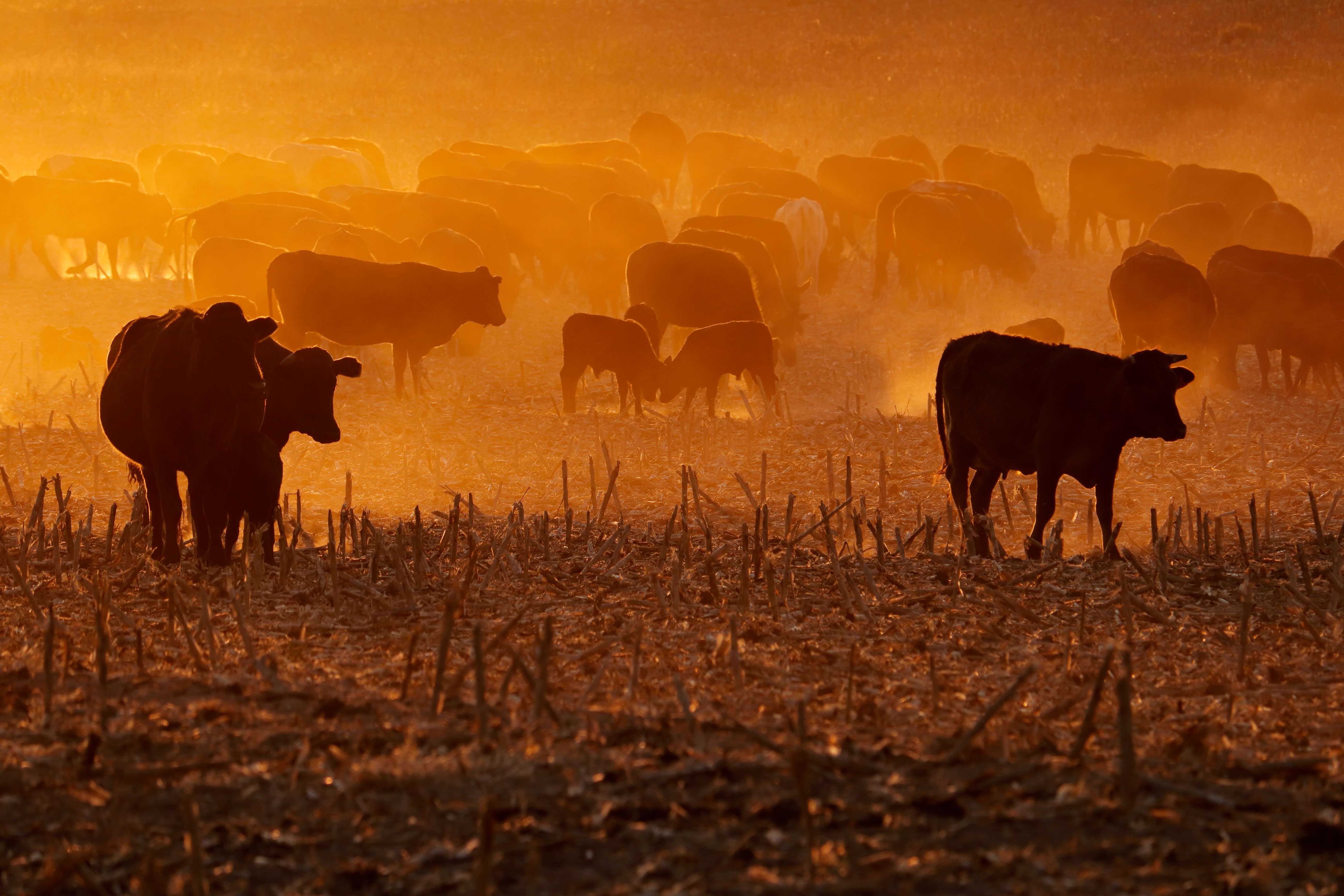 Remarkable 130-Year Survival of Cattle on Remote Amsterdam Island Unveiled 