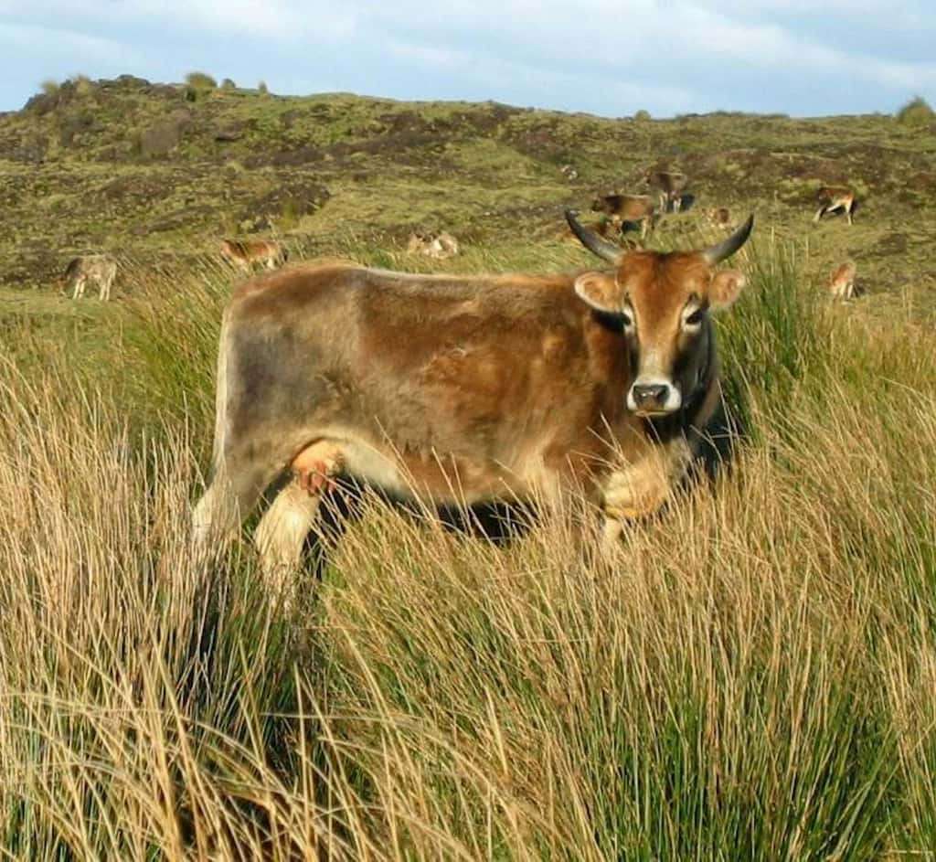 vache-ile-amsterdam-609fc14dbea842dc10a358e64cc015df.jpg