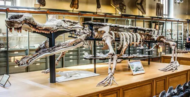 Museum-of-Natural-History-Sarcosuchus-2b8e1c01ec93ac03a30e355f024b0881.webp