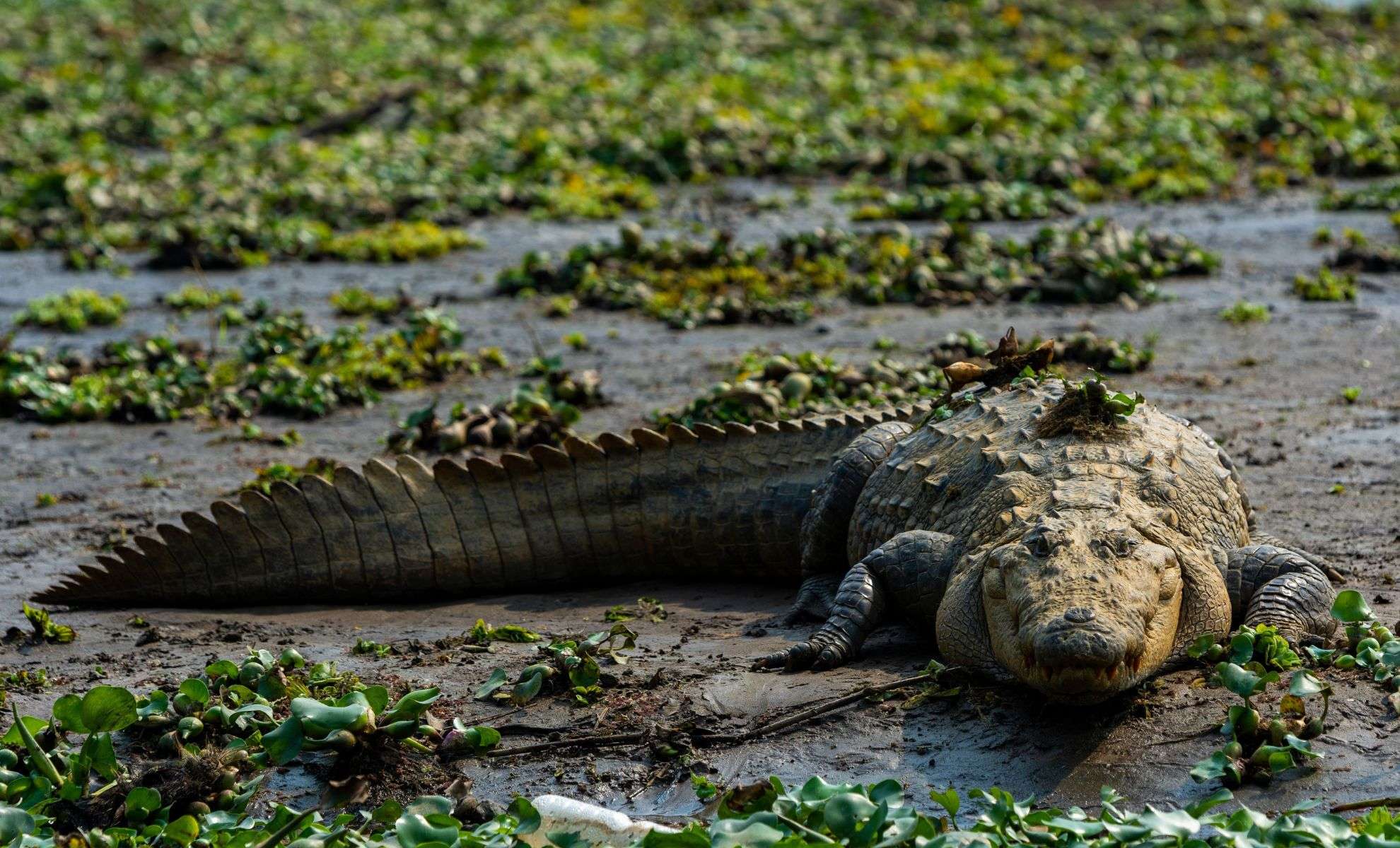 Unearthing Sarcosuchus: The Colossal Croc That Dwarfs Today's Giants 