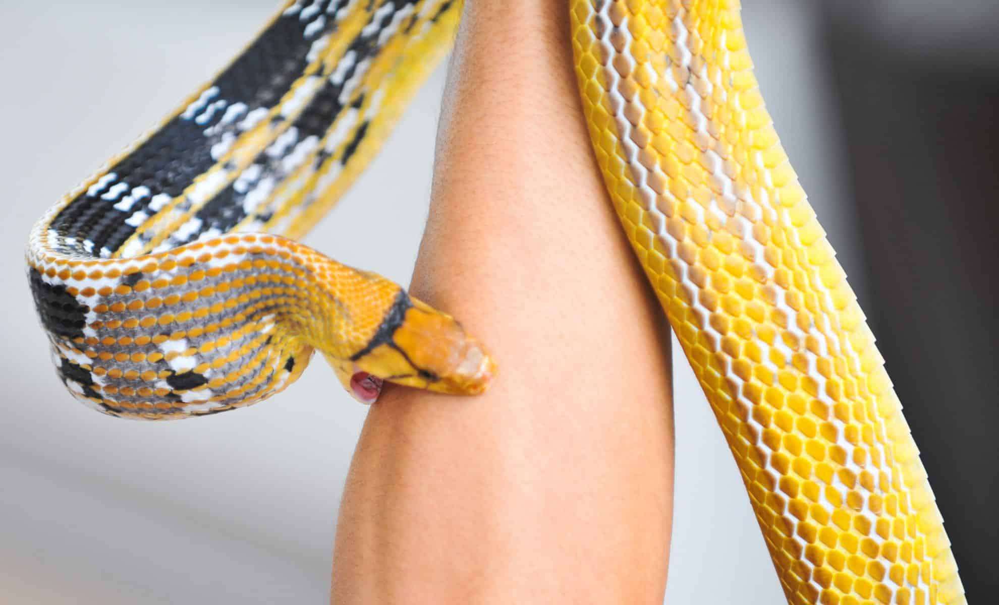 How One Man’s Snakebites Could Lead to a Life-Saving Antivenom Breakthrough 