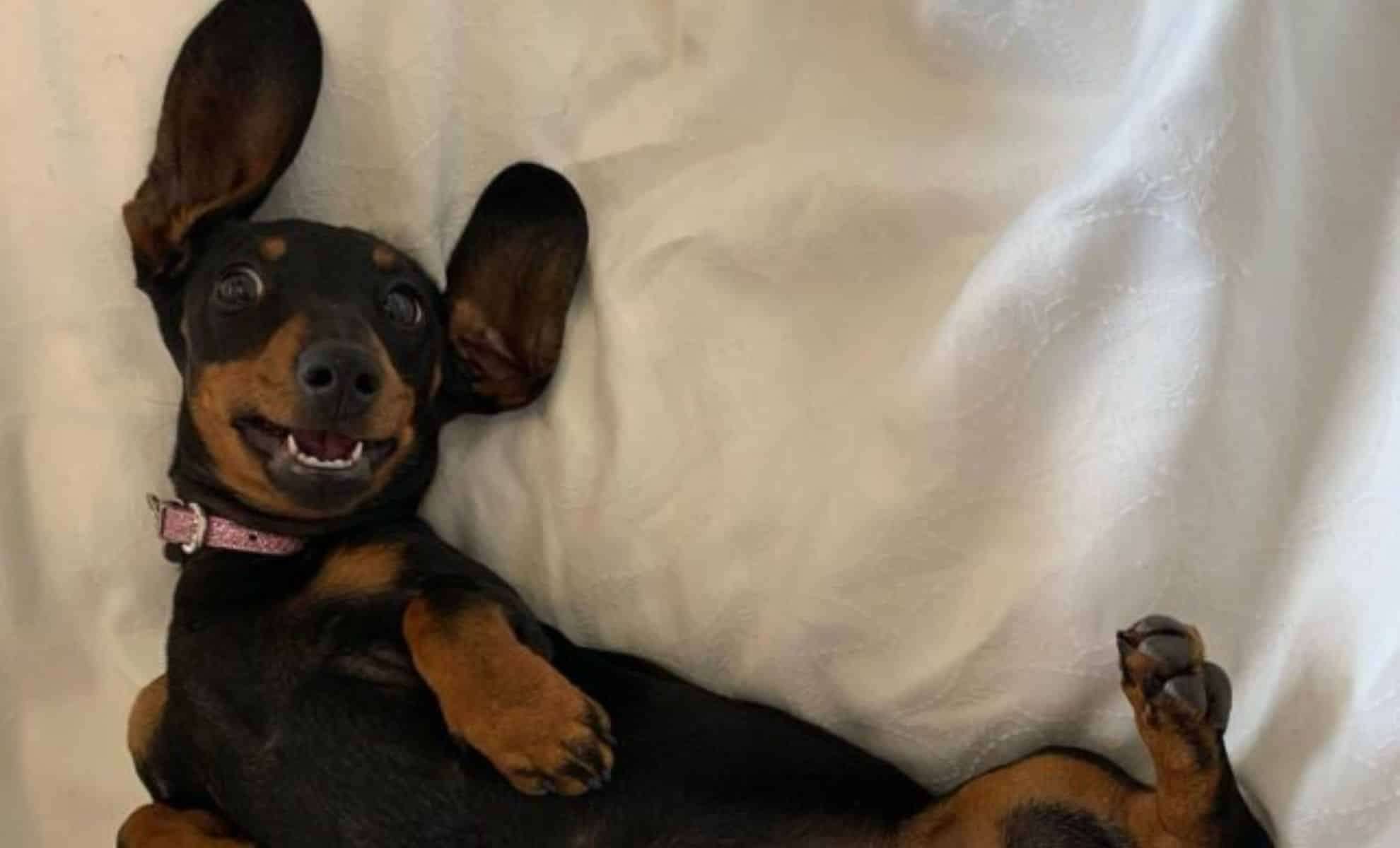 Tiny Sausage Dog Survives Over 500 Days Alone on Kangaroo Island 
