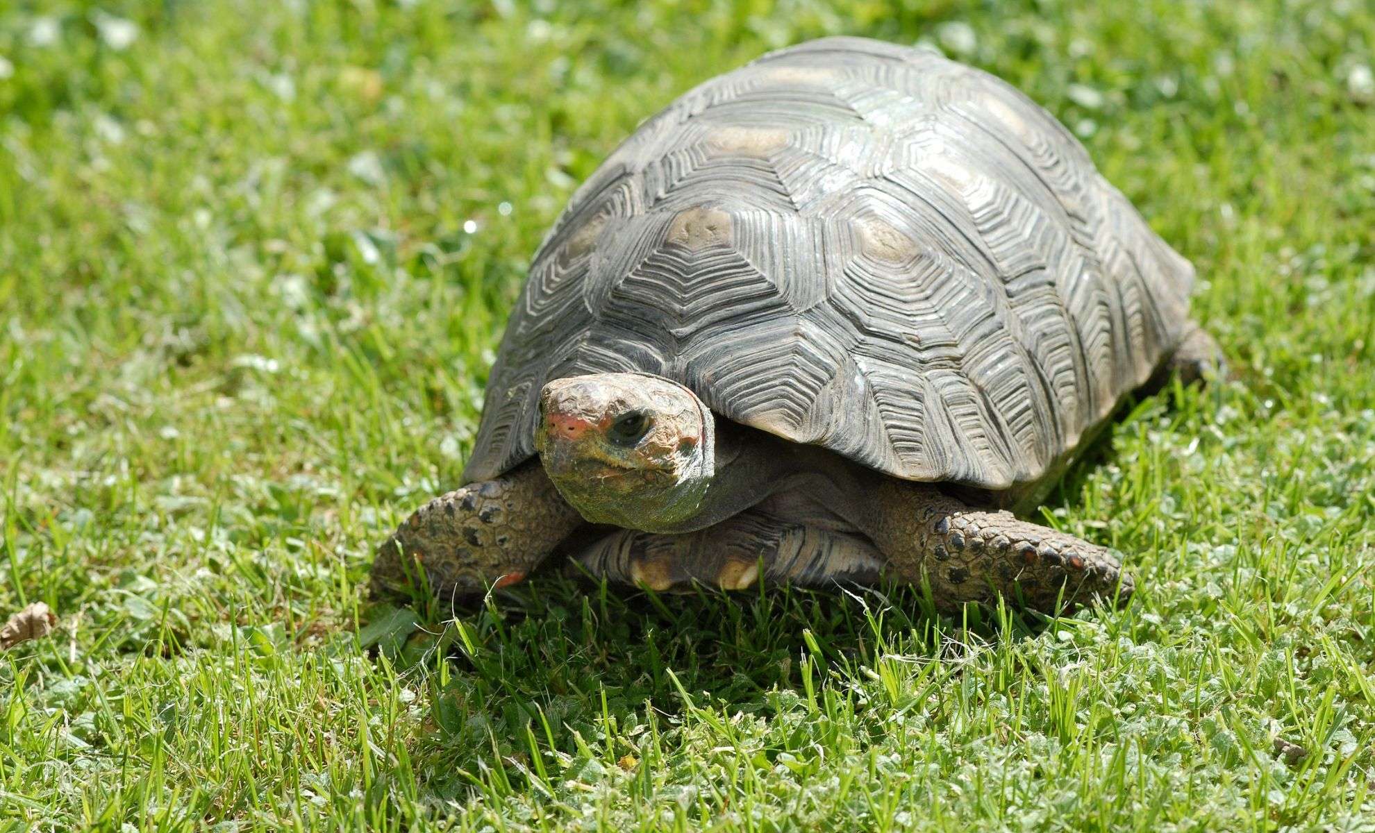 Discovering Edowa zuniensis: A Groundbreaking 90-Million-Year-Old Turtle Fossil 
