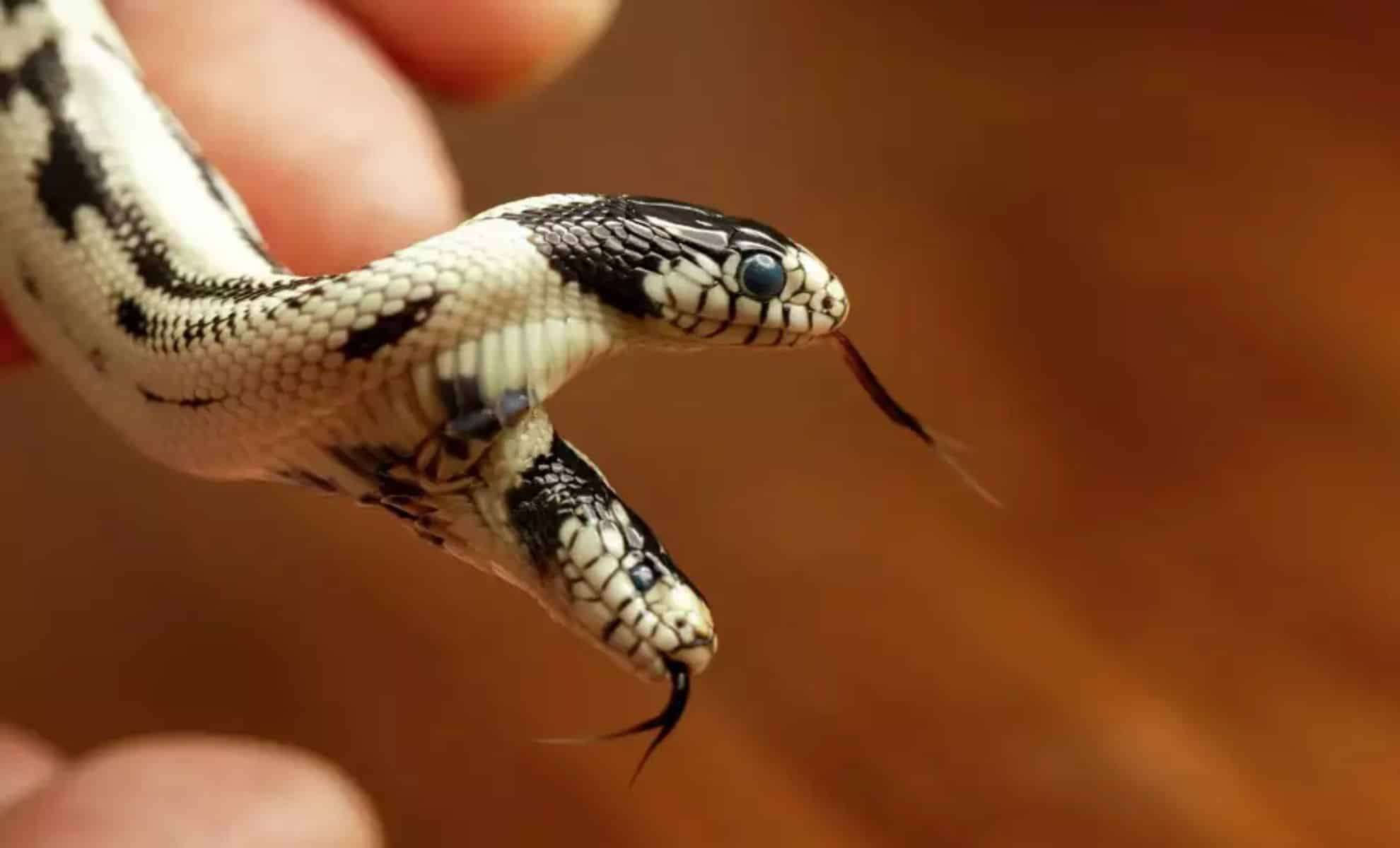 Two-Headed California Kingsnake Defies Survival Odds in Berkeley 