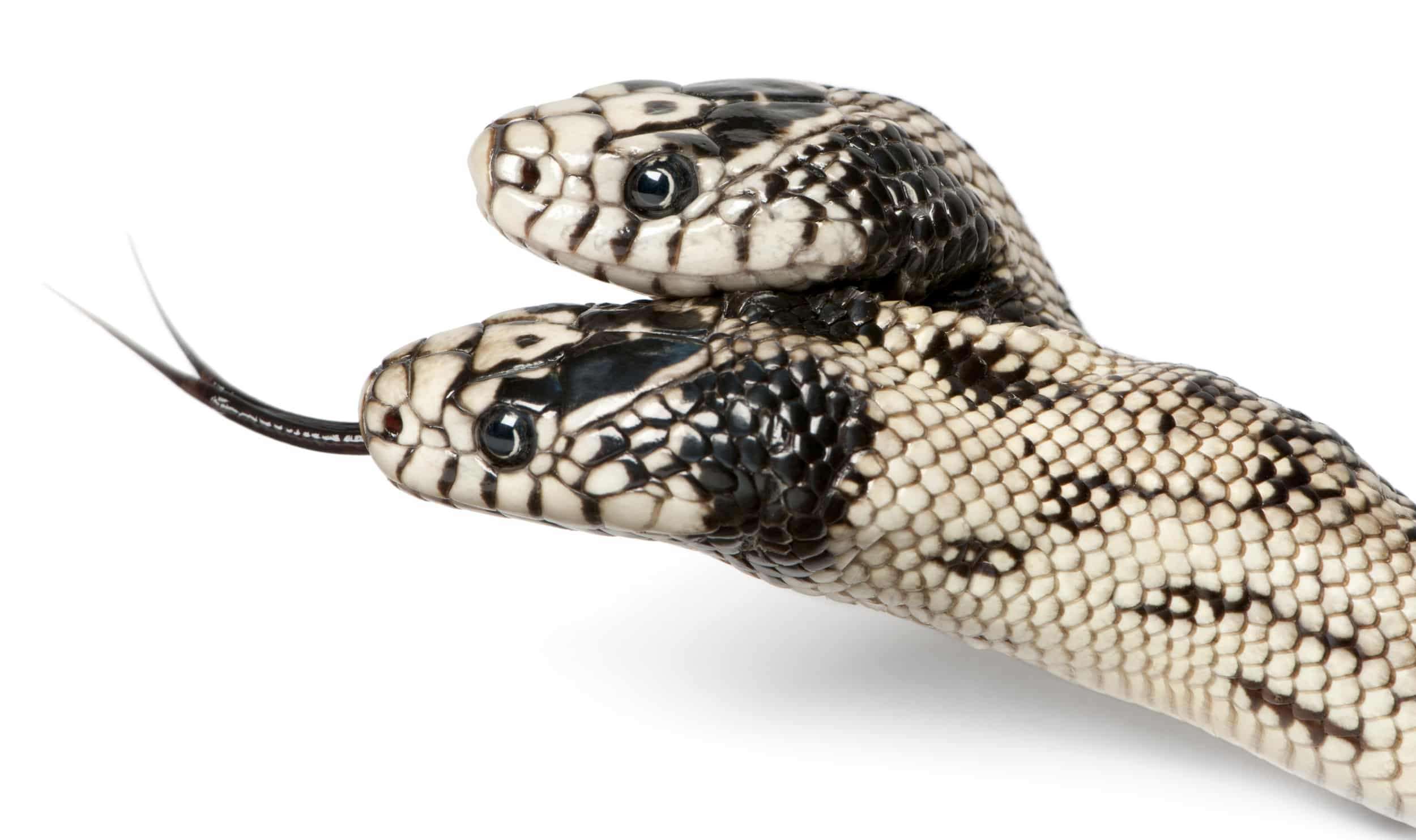 two-headed-snake-0ea1569cc5bf770993bbdd4317cc6f98.jpg