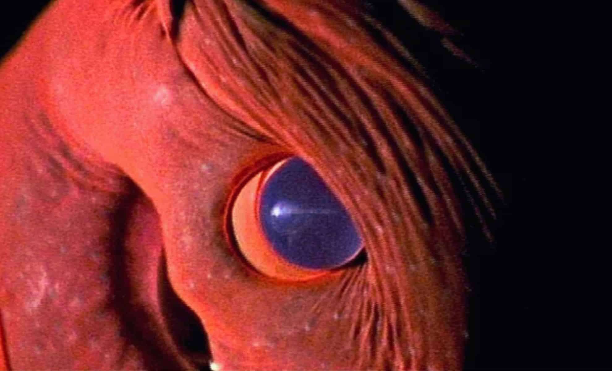 Rare Glimpse of Deep Sea ‘Vampire Squid’ with Enormous Eyes Captured on Video 