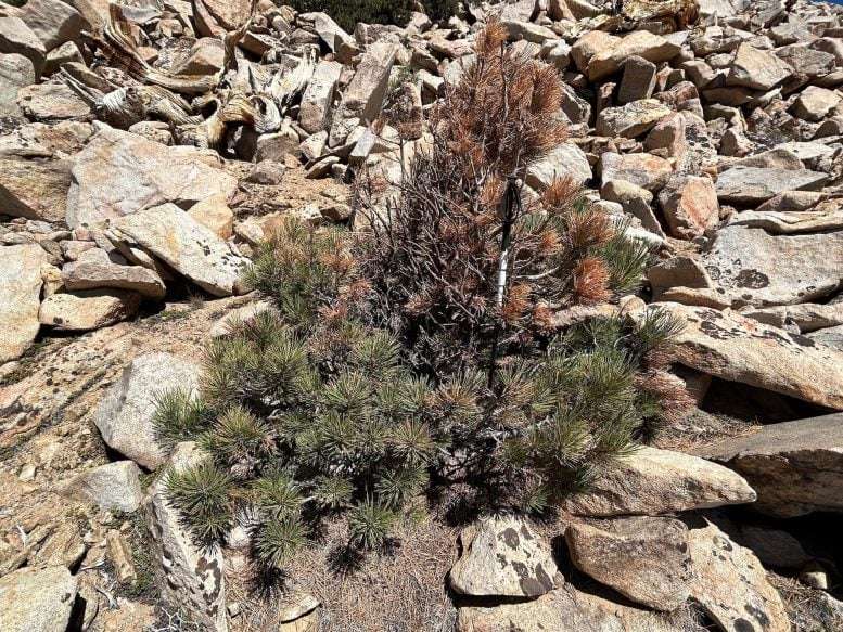 Older-Jeffrey-Pine-ef9f27712a2a43fedb21a8de28fc04a6.jpg
