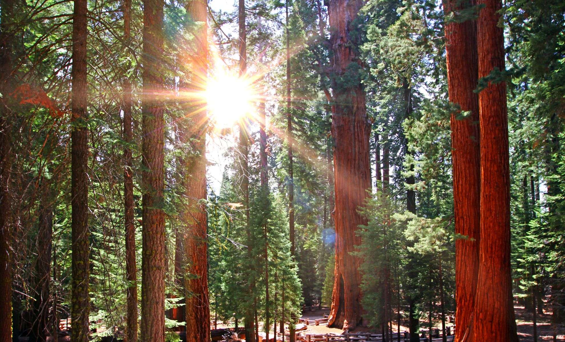 Scientists Unearth California’s Tallest Jeffrey Pine at Unprecedented Elevation 