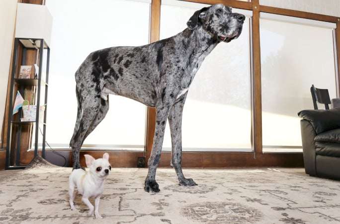 Record-Breaking Canine Giants Reggie and Pearl Share a Unique Encounter 