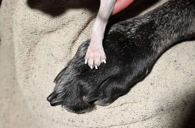 tallest-smallest-dogs-pearl-reggie-paws-closeup-0a7eb37d95a15e41abdda86f22f0e9cb.jpg