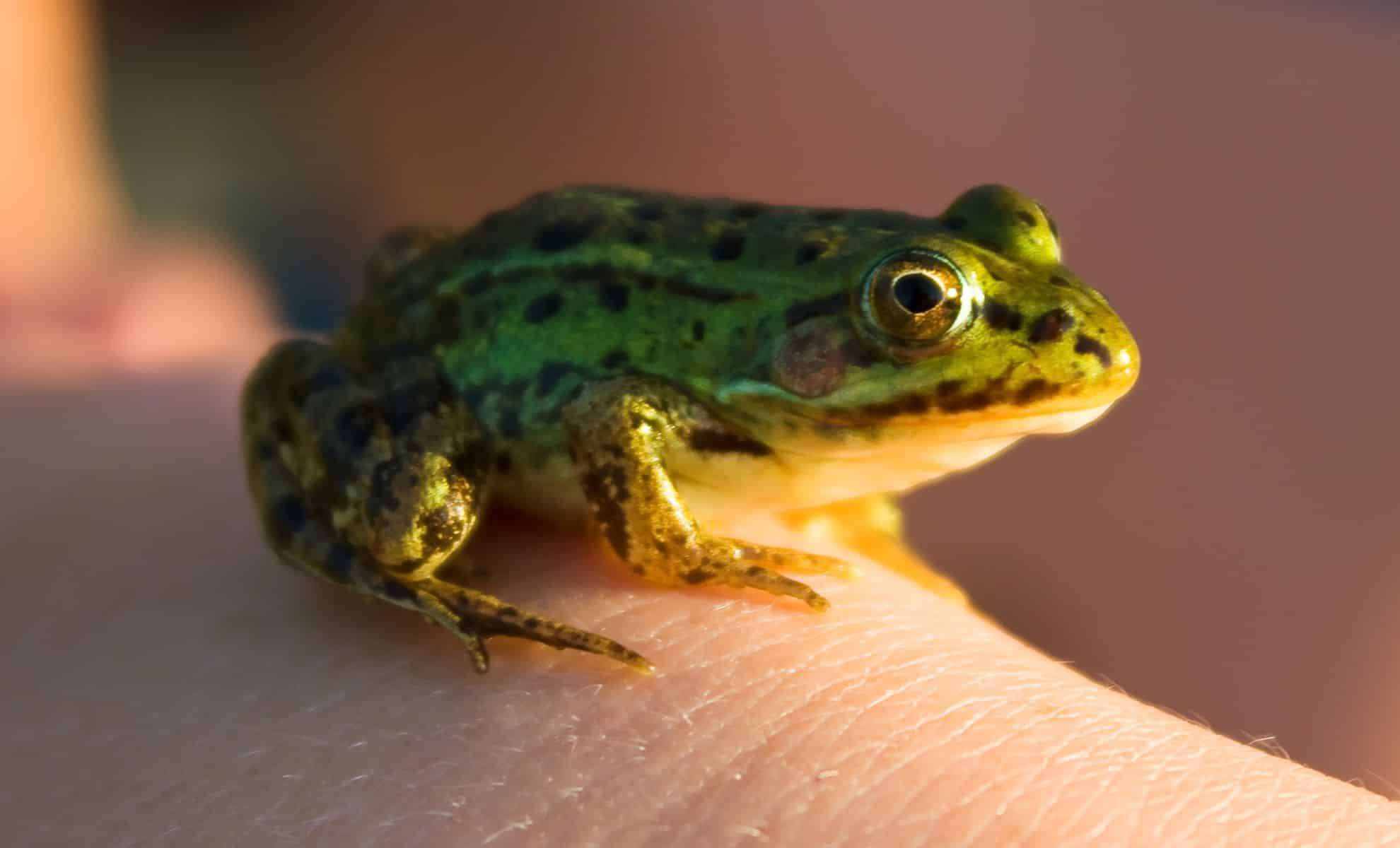 Island Species Face Extinction Threat as Cyclones Become More Intense 