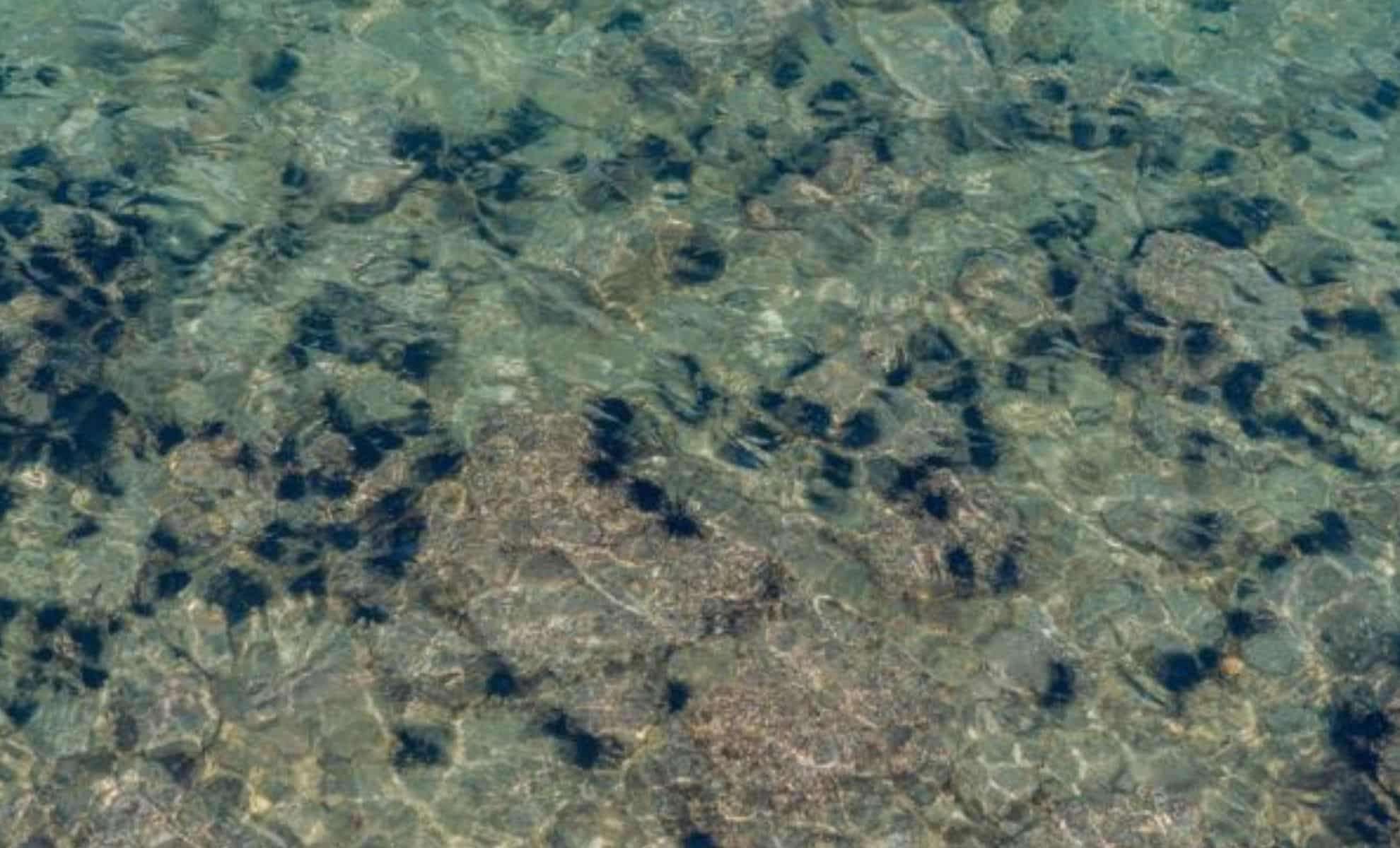 Mysterious Surge in Sea Urchins Threatens Hawaii's Coral Reefs 