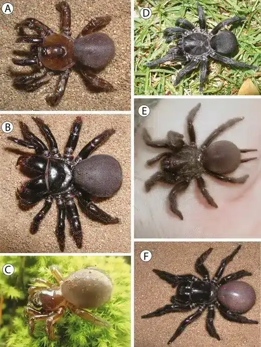 various-species-of-the-modern-trapdoor-spider-3c459401c5637b4b1a90577571357cda.webp