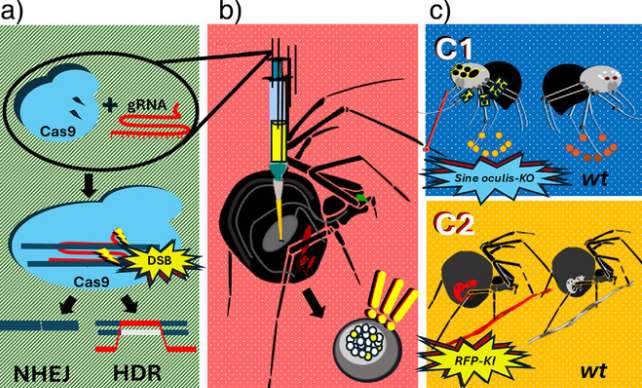 crispr_spiders_642-efa871933b70c94fd2ebb49b730898ef.jpg