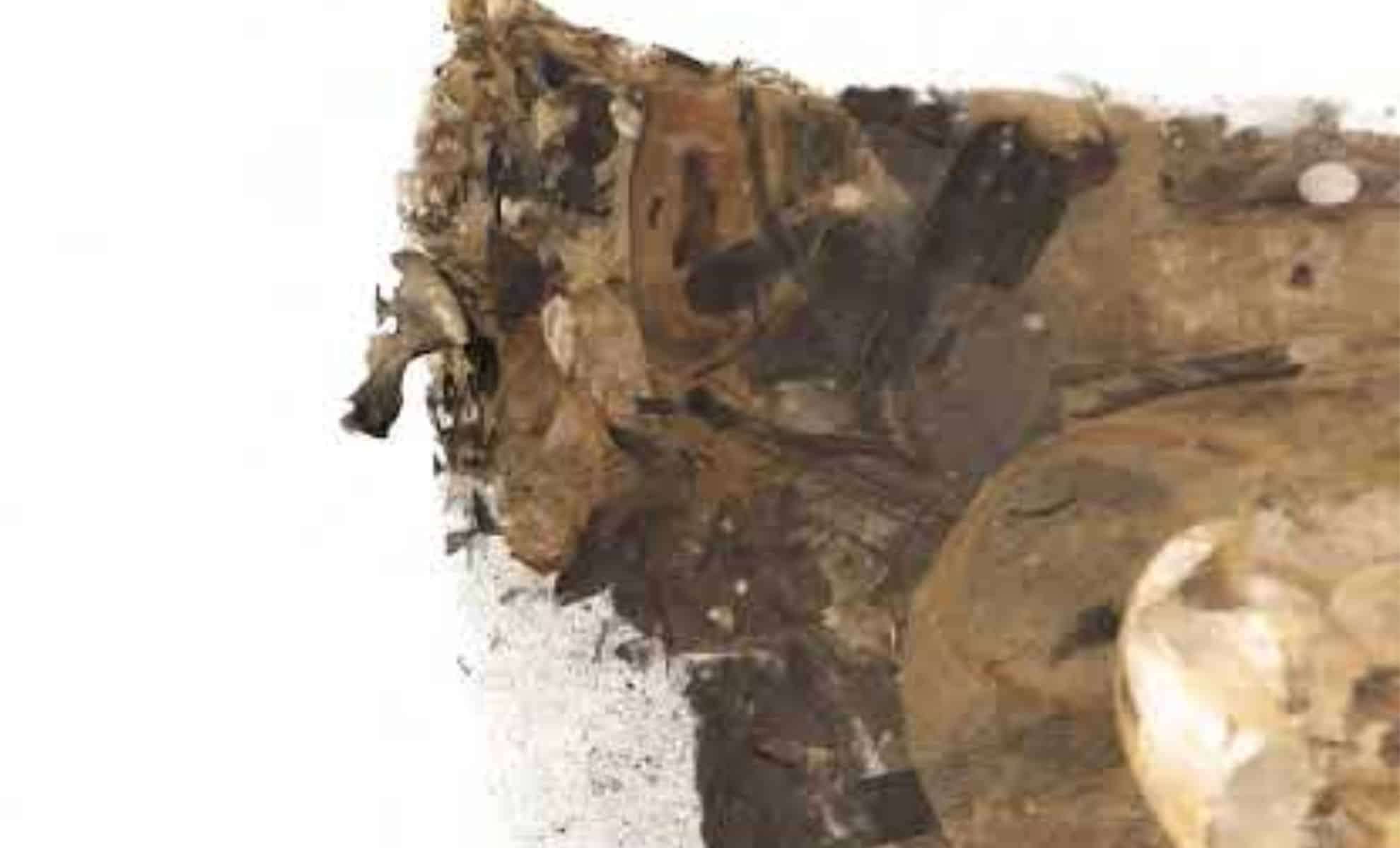 Scientists Identify 40 New Squid Species from 100-Million-Year-Old Fossils 
