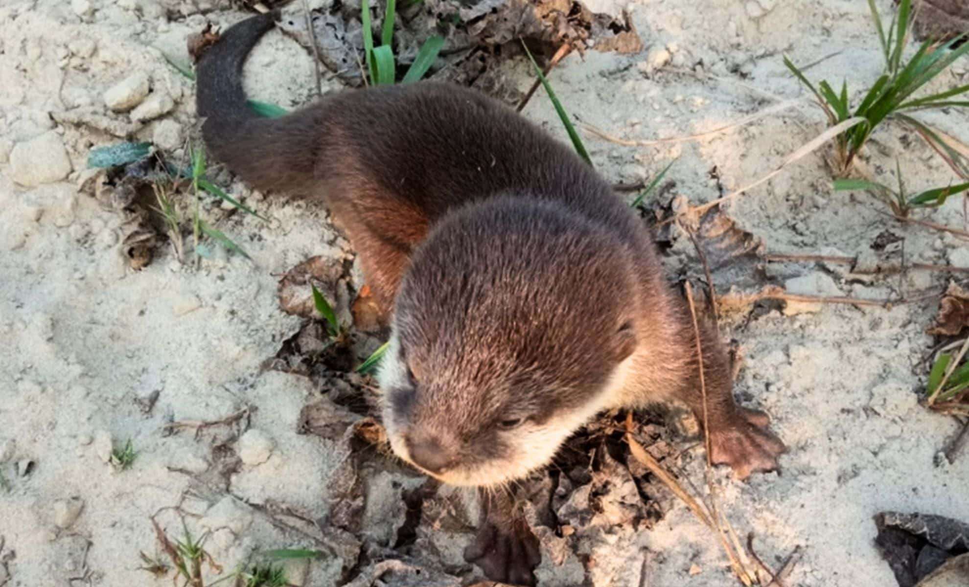 After Two Centuries, Asia’s Smallest Otter Reappears in Nepal’s Remote Region 