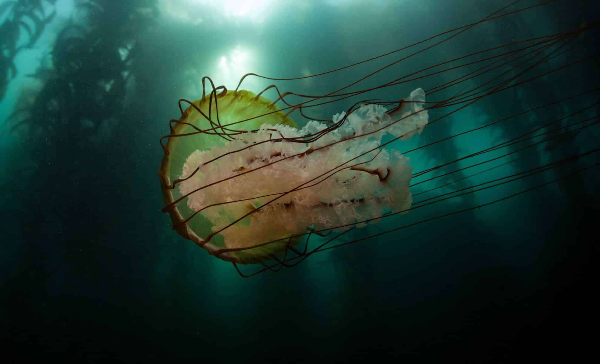 The Massive Lion’s Mane Jellyfish: Ocean’s Floating Giant Revealed 