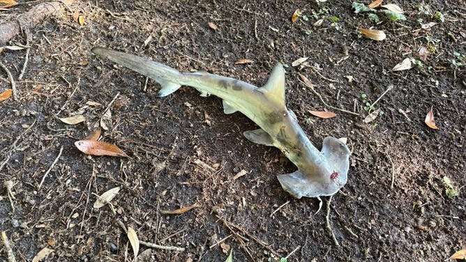 shark-falls-sky-unsuspecting-disc-106460188-695c2f5dea1122ff550966d4a4305d7d.jpg