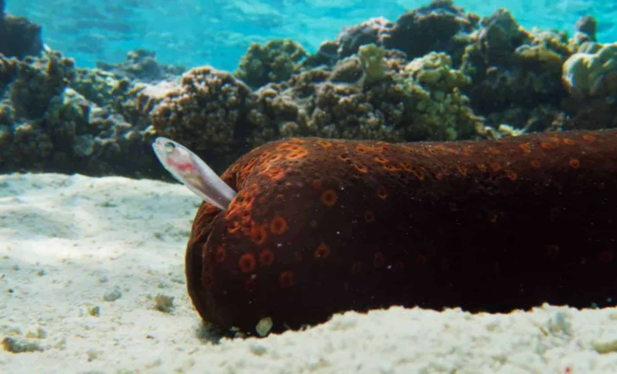 A Creepy Creature That Immobilizes Prey with Sticky Slime—Meet the Incredible Velvet Worm 