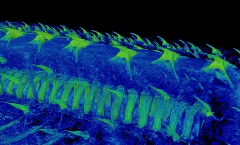 CT-Scan-Image-of-Tooth-Like-Dermal-Denticles-on-a-Catshark-dddf4faa6343673c34af67b6ad07d625.webp