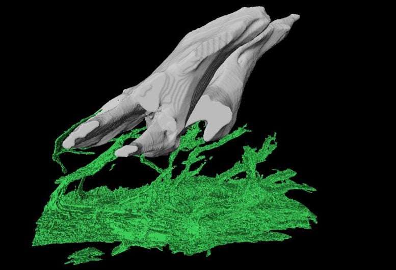 Segmented-Confocal-Scan-of-Suckermouth-Catfish-Odontode-dba7568e3275fb00d645d84fcb45d113.jpg