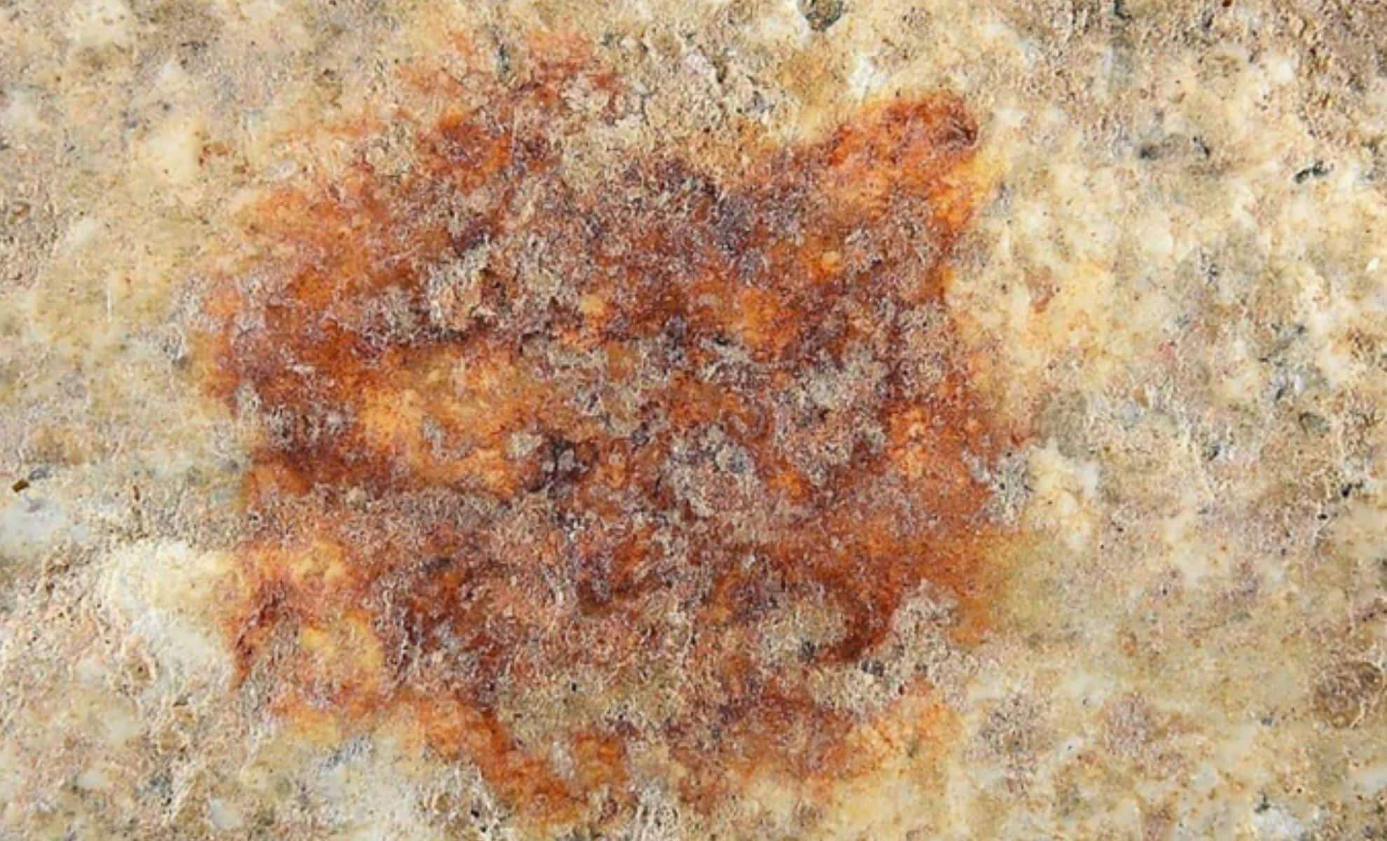 Oldest Neanderthal Fingerprint on Painted Stone Suggests Early Artistic Expression 