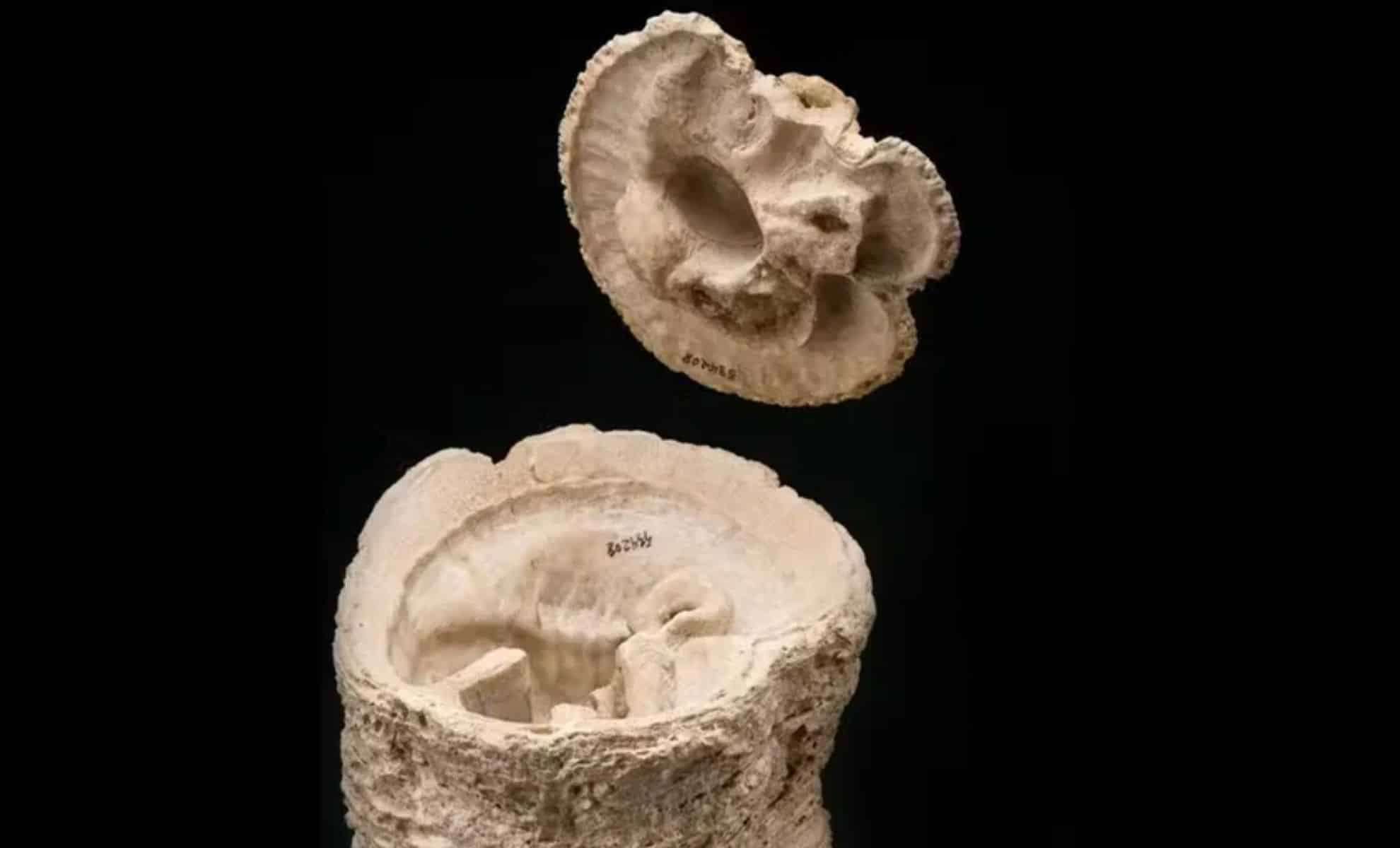 How an Ancient Asteroid Impact Sparked Unexpected Marine Renewal 