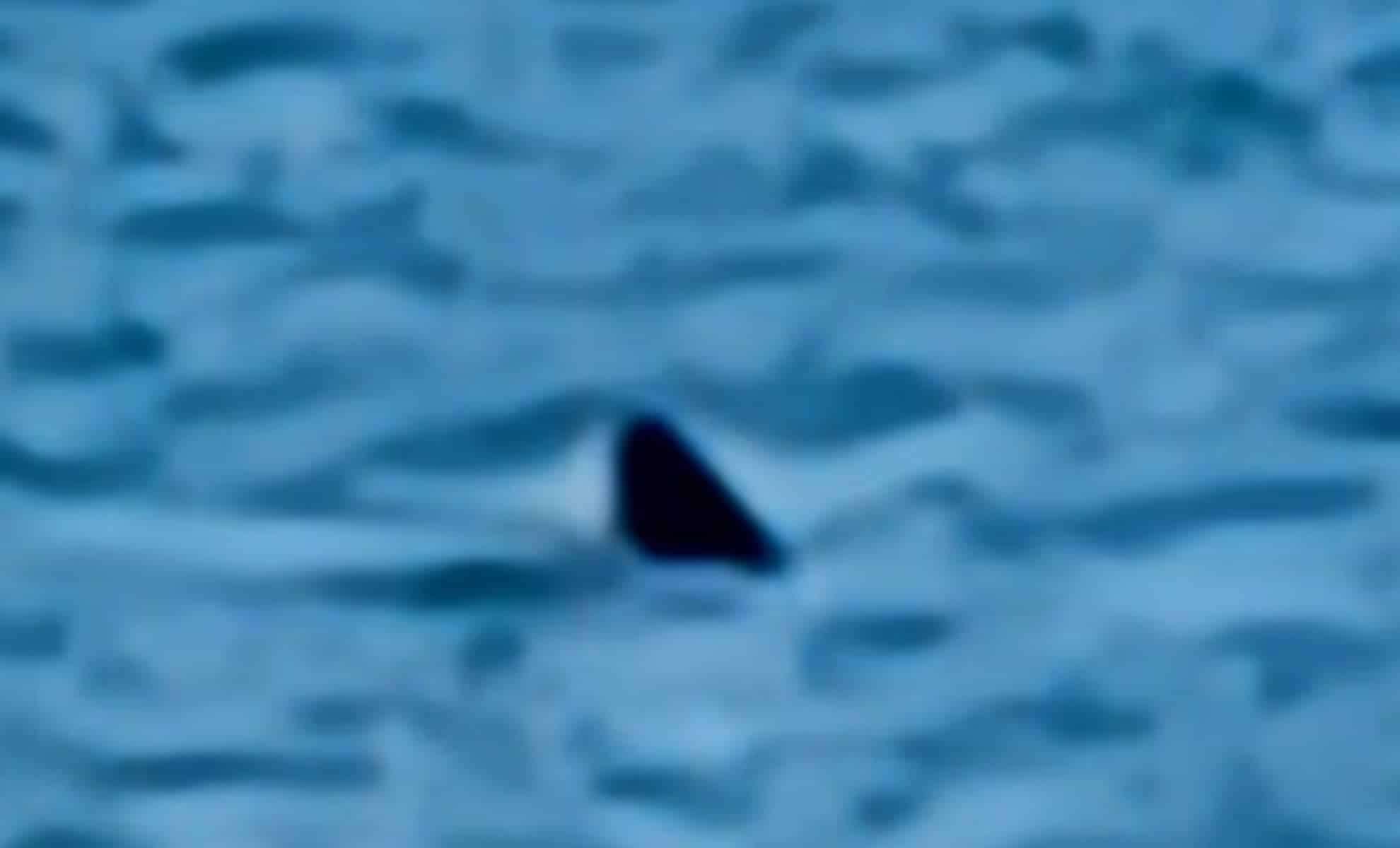 Unexpected Porbeagle Shark Spotted Near Bournemouth’s Popular Shoreline 