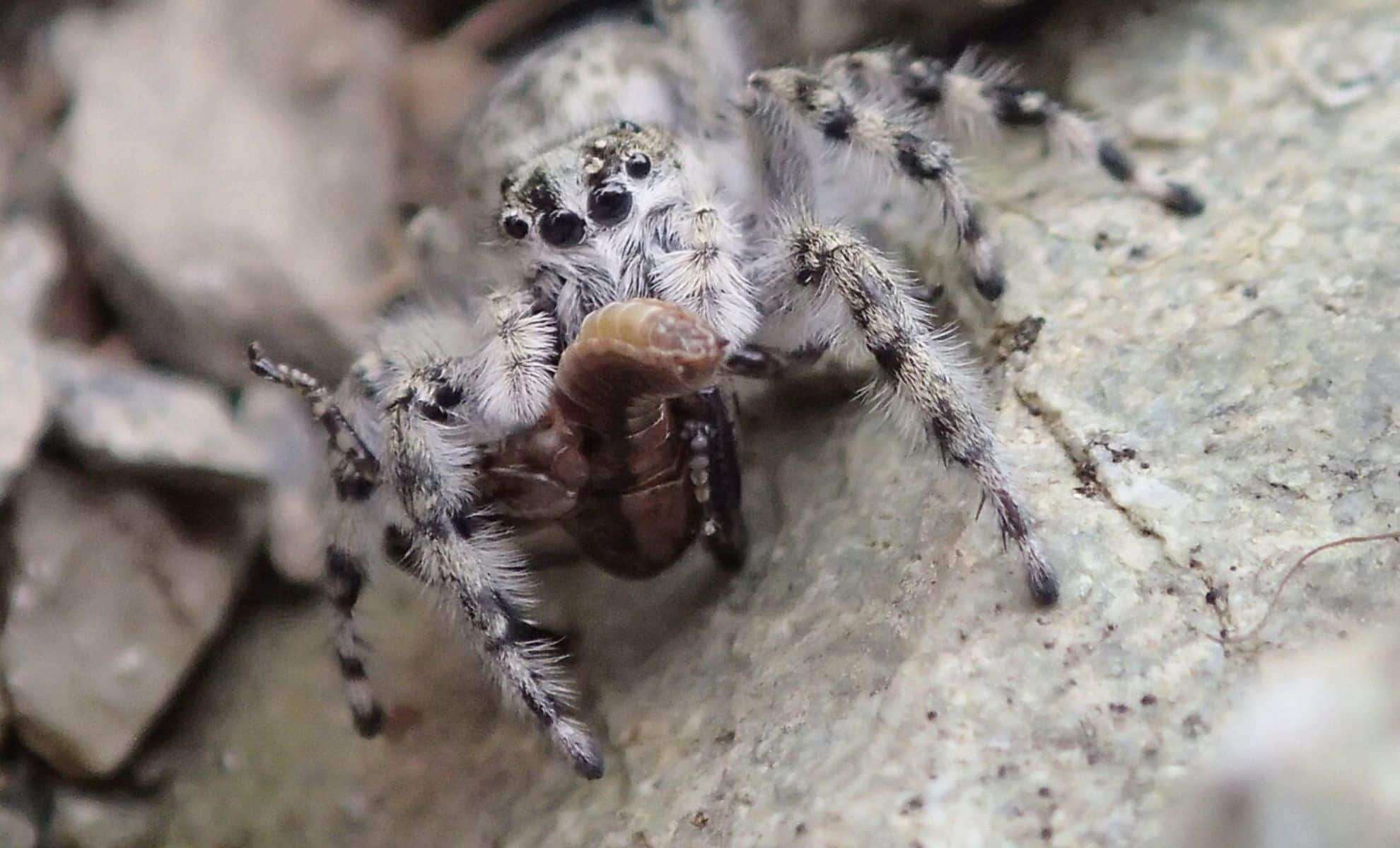 New Genus of Camouflaged Jumping Spiders Uncovered in New Zealand's Alpine Zones 