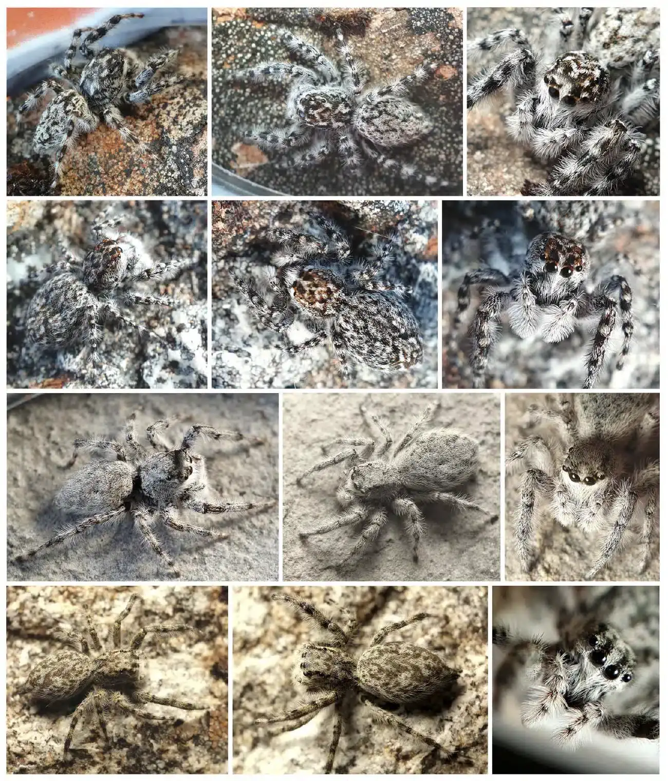 Each-spider-is-remarkably-well-camouflaged-against-its-backdrop-df27e04ecaf161ec5559340facea13b3.webp