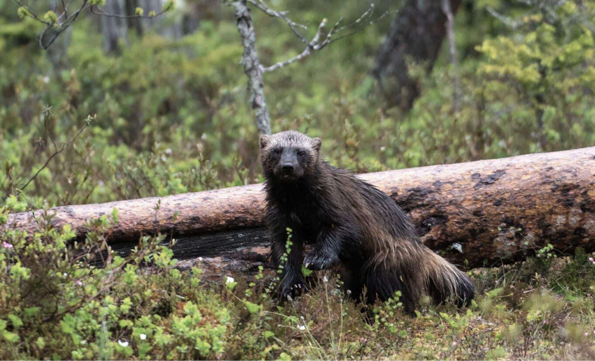 Wolverines Make a Steady Comeback in Southern Finland’s Forests After Local Extinction 