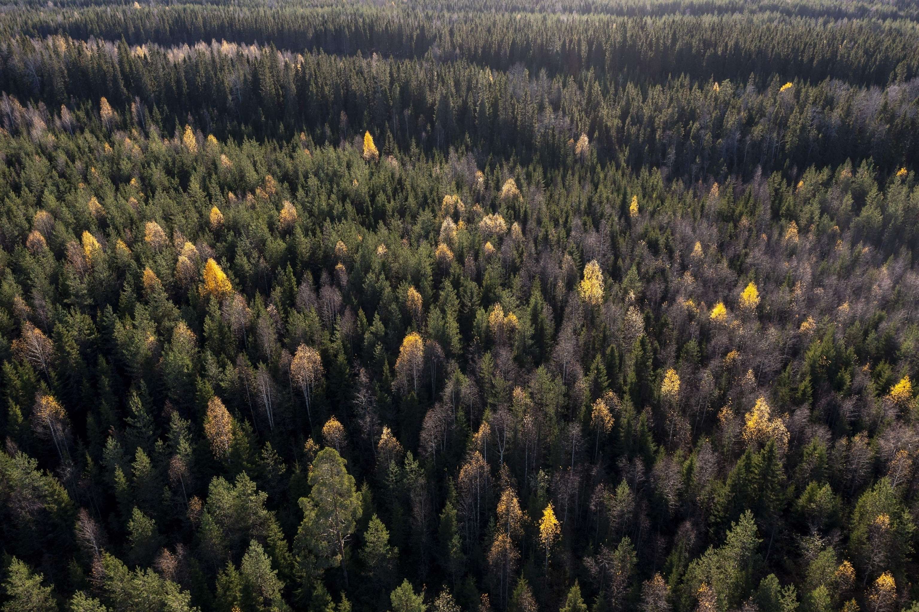 boreal-ht-er-250530_1748634283591_hpEmbed_3x2-098983f0965b5747b1da92cb6635d8b4.jpg