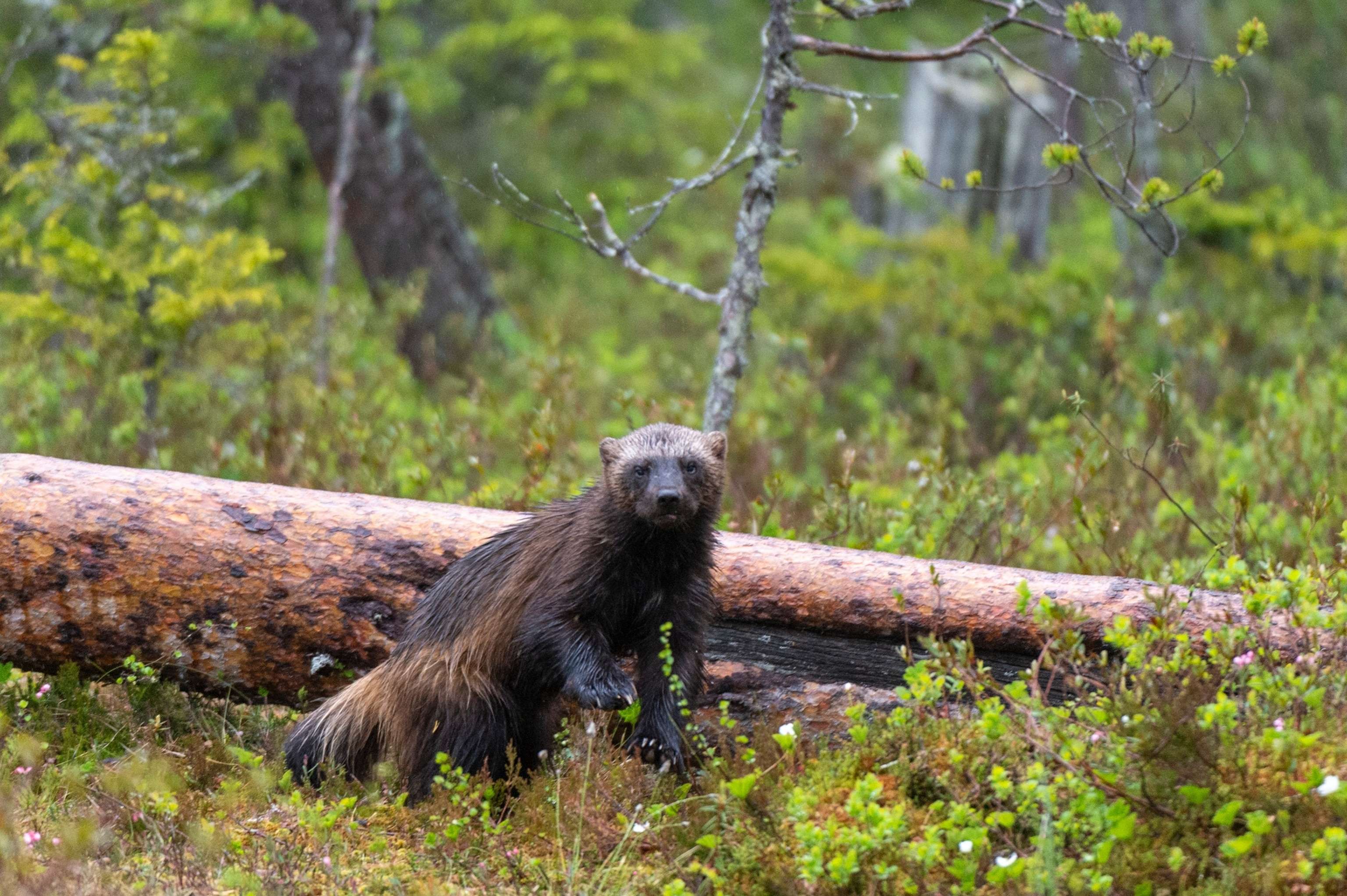 wolverine-1-gty-er-250530_1748633710678_hpMain-e3ffe70a03e5857f3ec8d69f5a083808.jpg