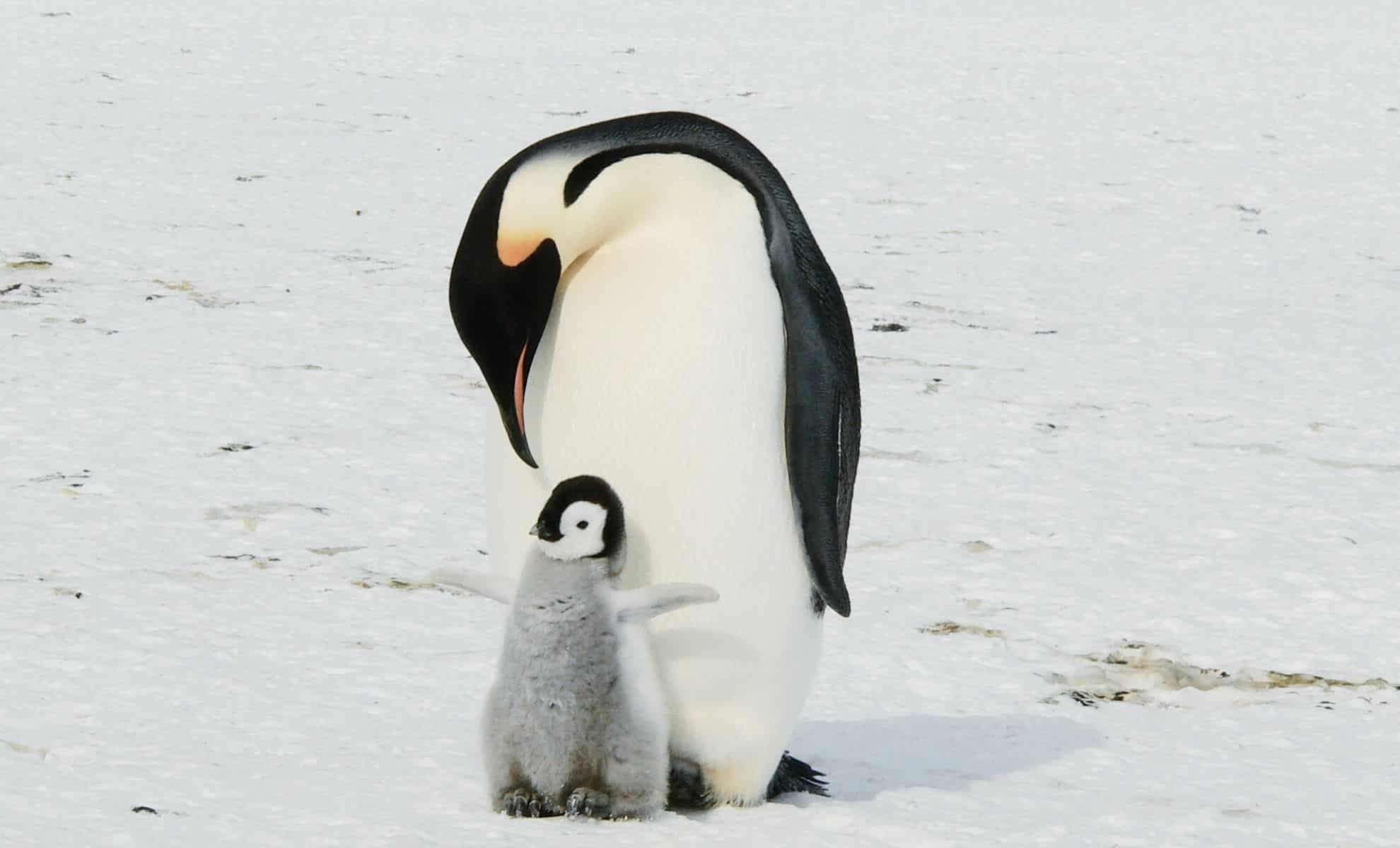 Emperor Penguin Numbers Decline Rapidly Amid Escalating Climate Crisis 