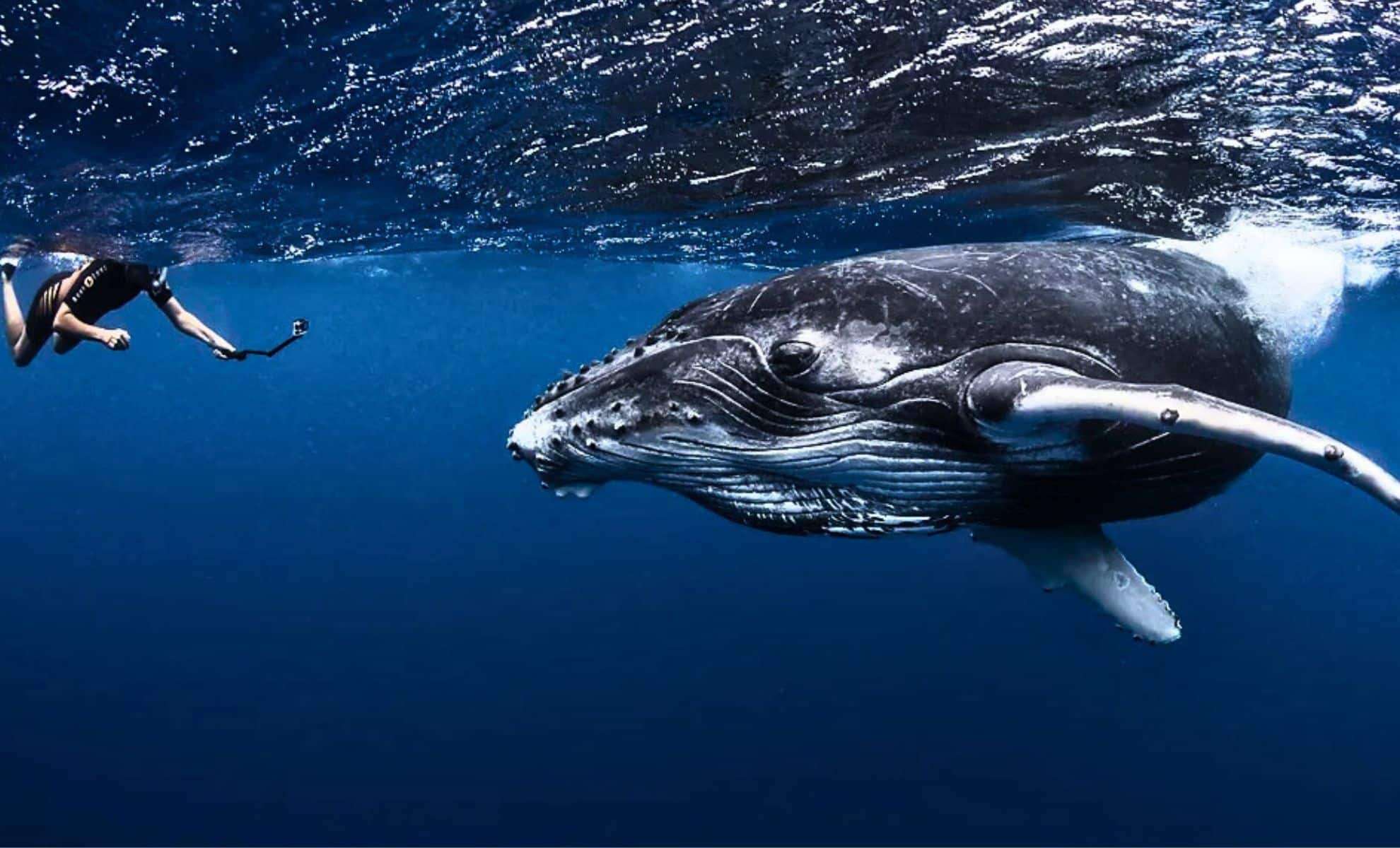 AI Achieves Historic 20-Minute Dialogue Between Humans and Humpback Whales 